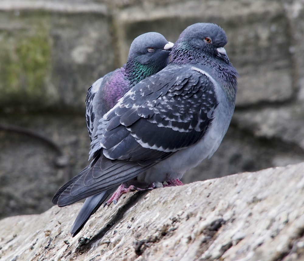 a couple of birds sitting on top of a rock