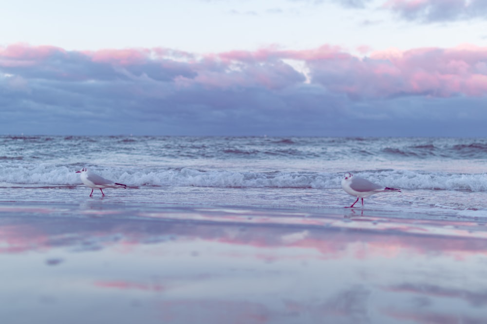 two seagulls walking on a beach near the ocean
