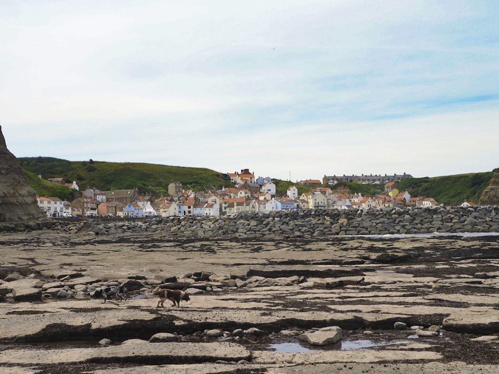 a rocky beach with houses in the background