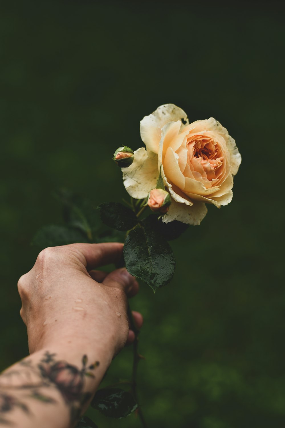 a person holding a yellow rose in their hand