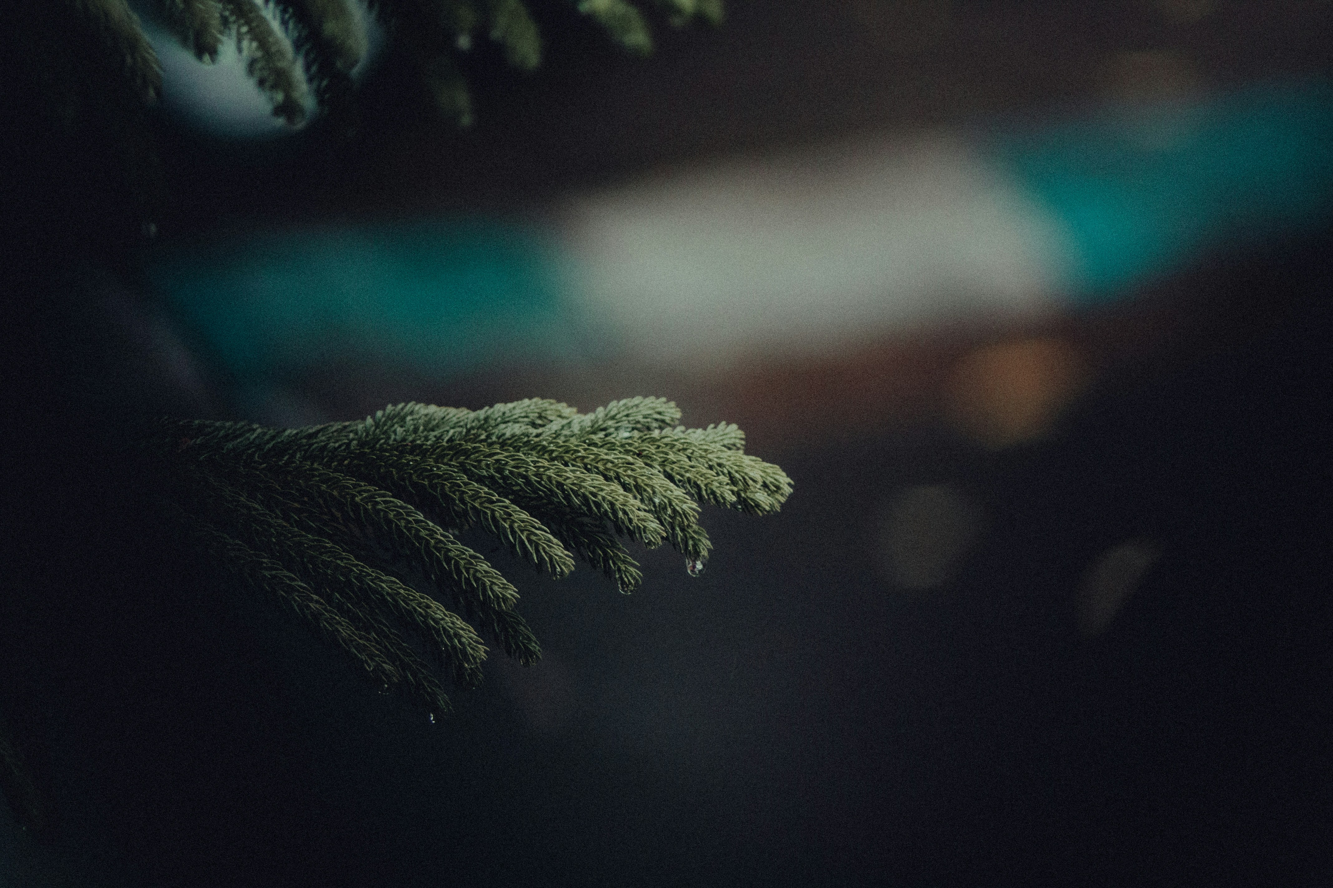 A close up of a tree branch with a blurry background photo – Free Plant ...