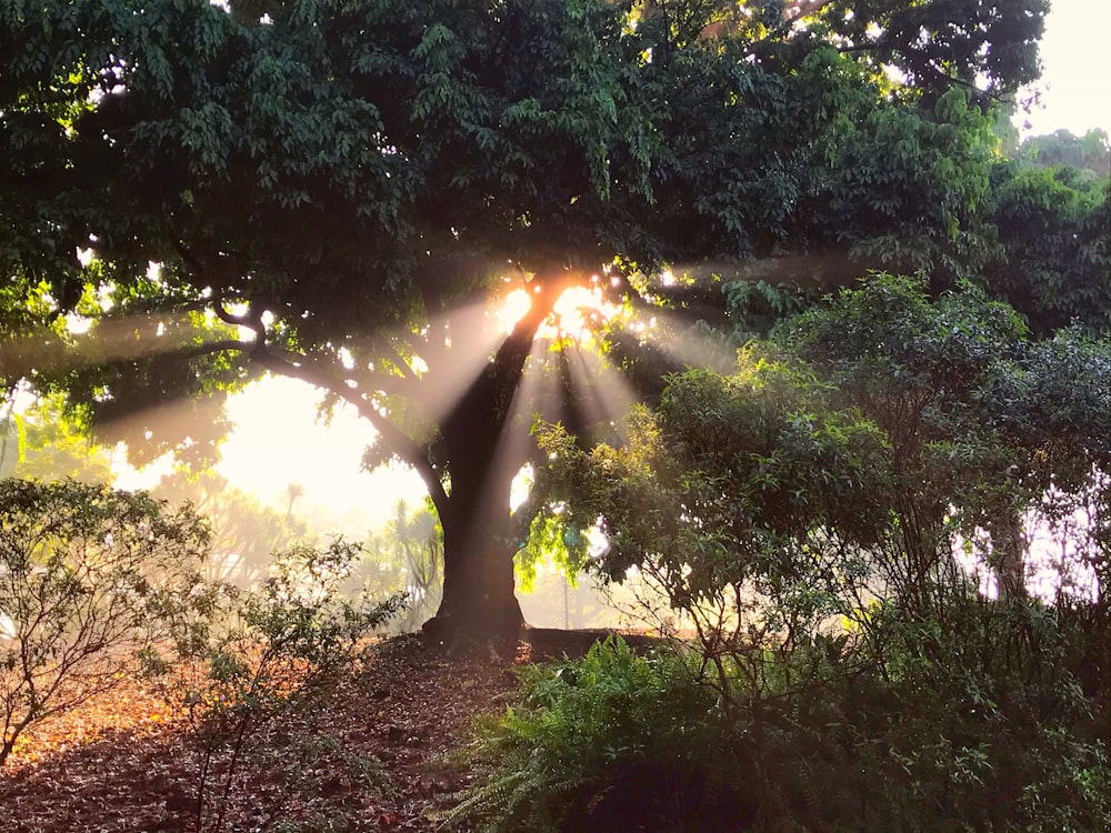a large tree with the sun shining through it