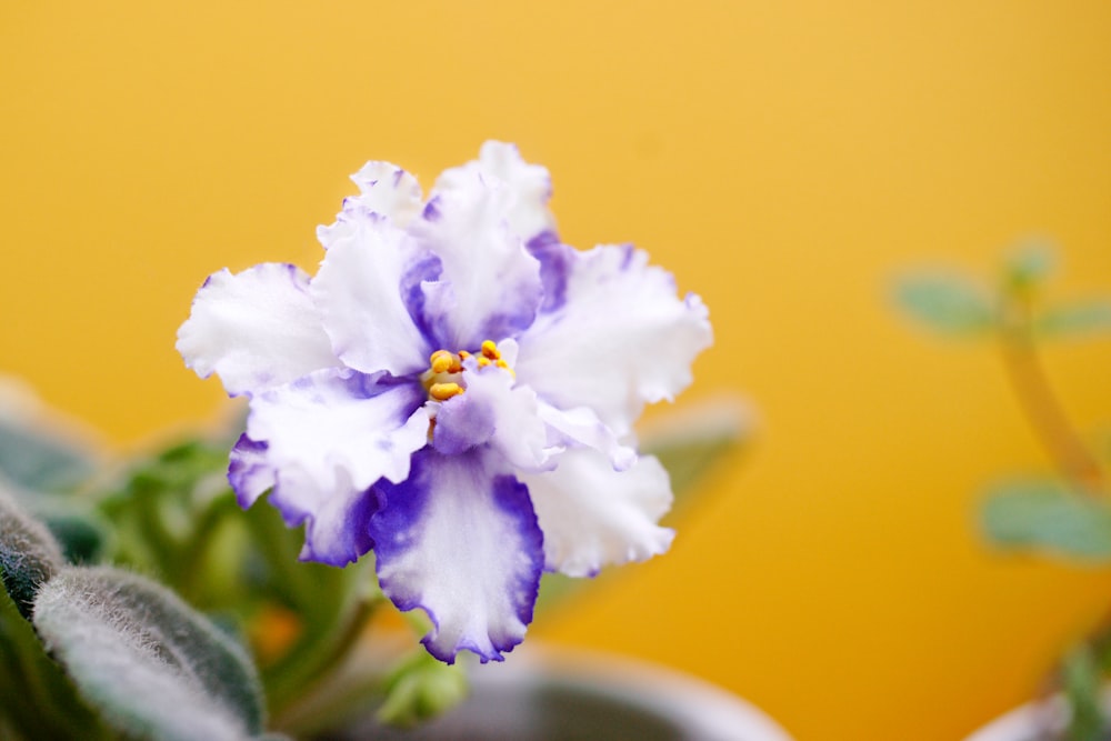 a purple and white flower sitting on top of a green plant