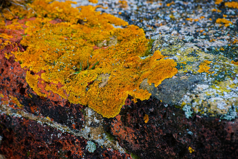a close up of a rock with yellow moss growing on it