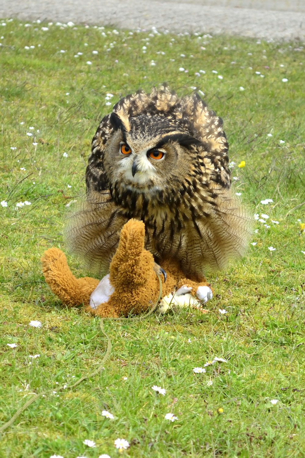 an owl sitting on the ground with a teddy bear