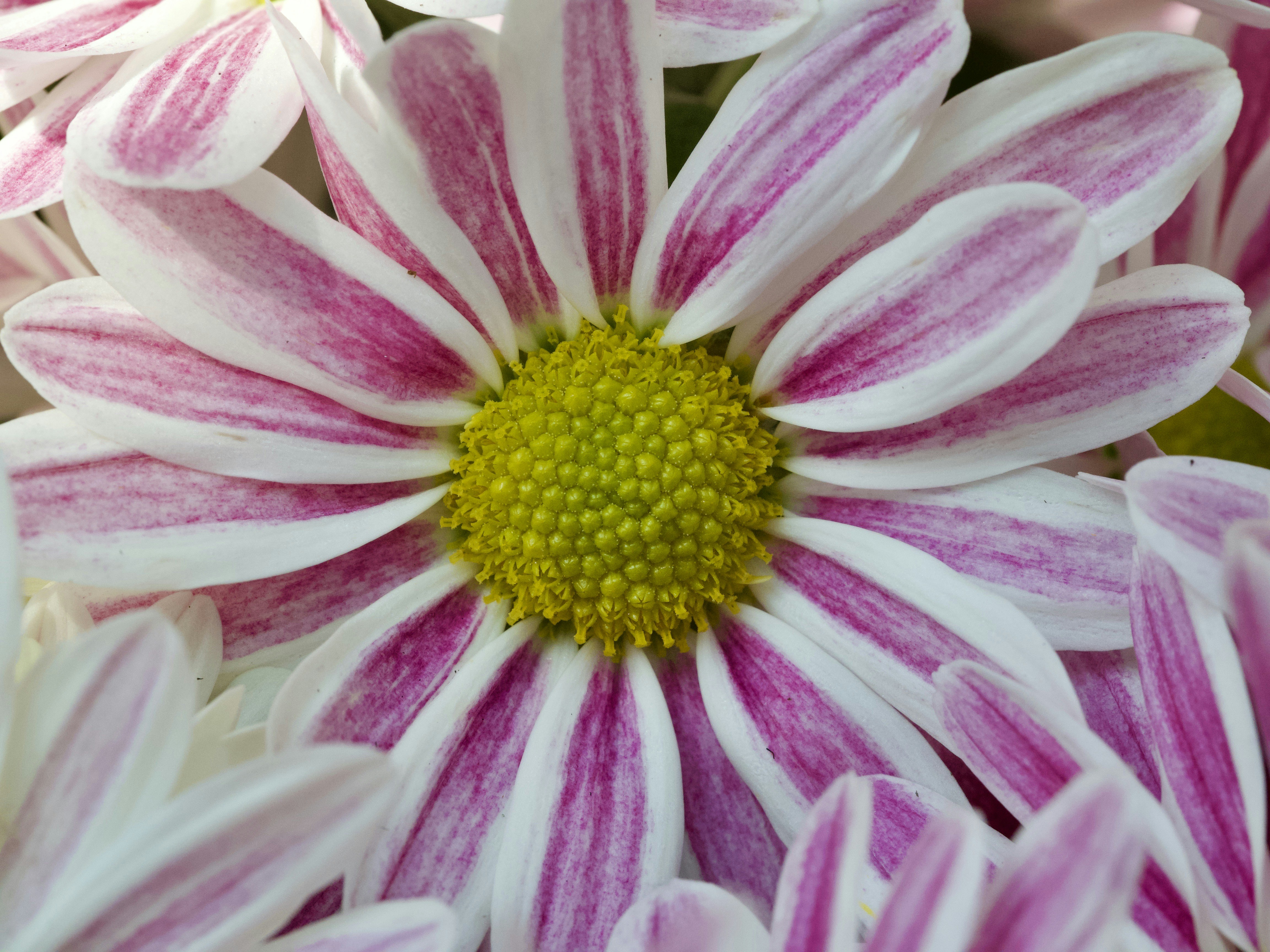 a close up of a pink and white flower
