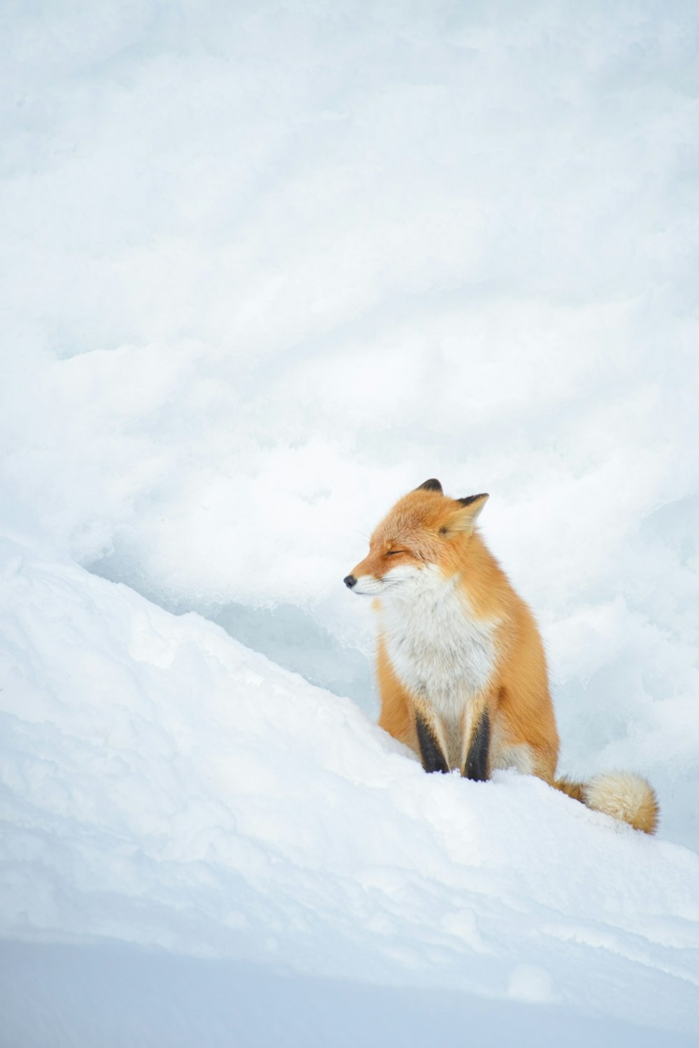 a red fox sitting on top of a snow covered slope
