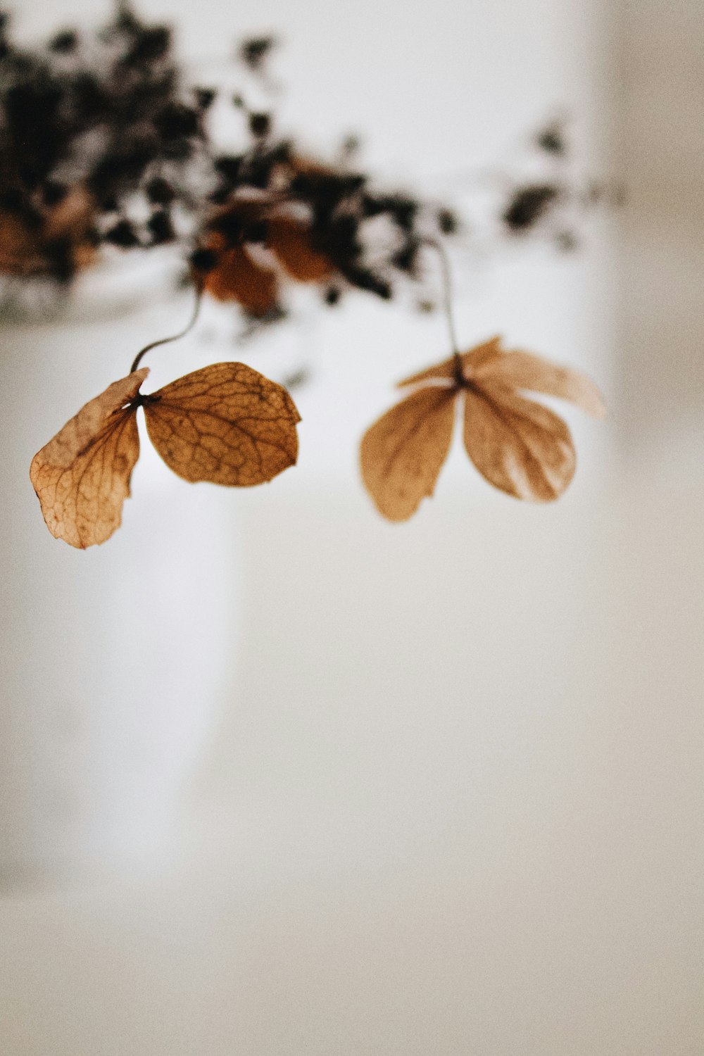 dried leaves hang from a branch in a vase