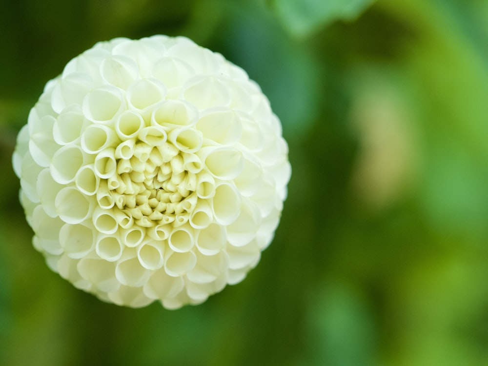 a close up of a white flower with green leaves in the background