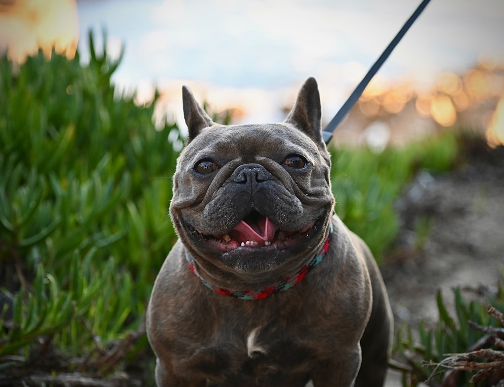 Un perro marrón con un collar rojo y verde