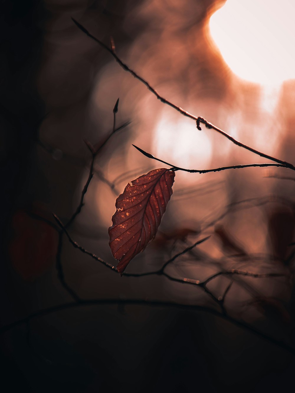 a red leaf on a tree branch with the sun in the background