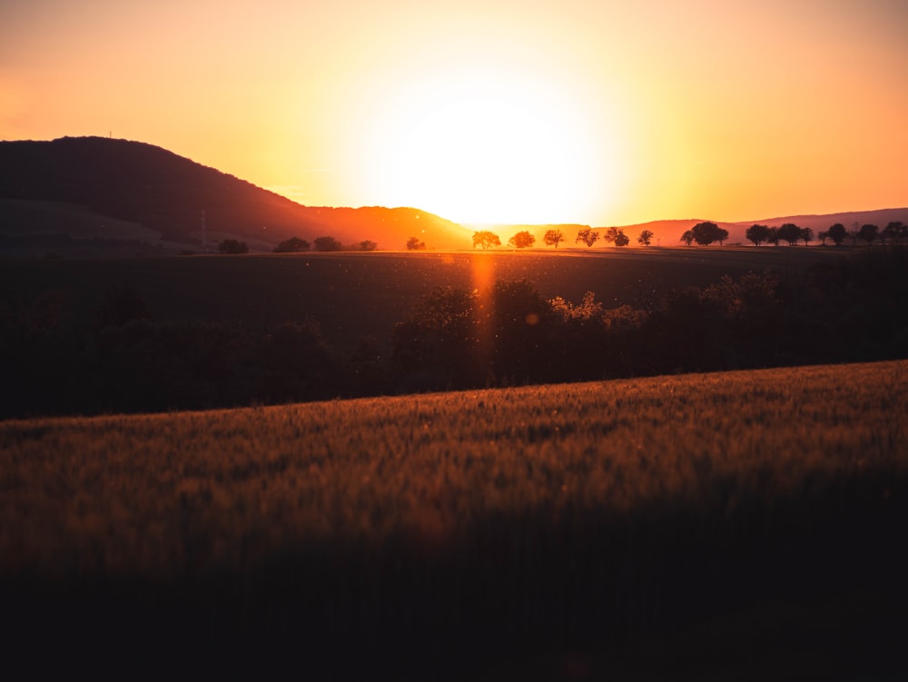 the sun is setting over a wheat field