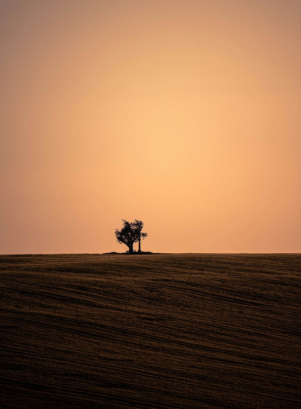 a lone tree in the middle of a field