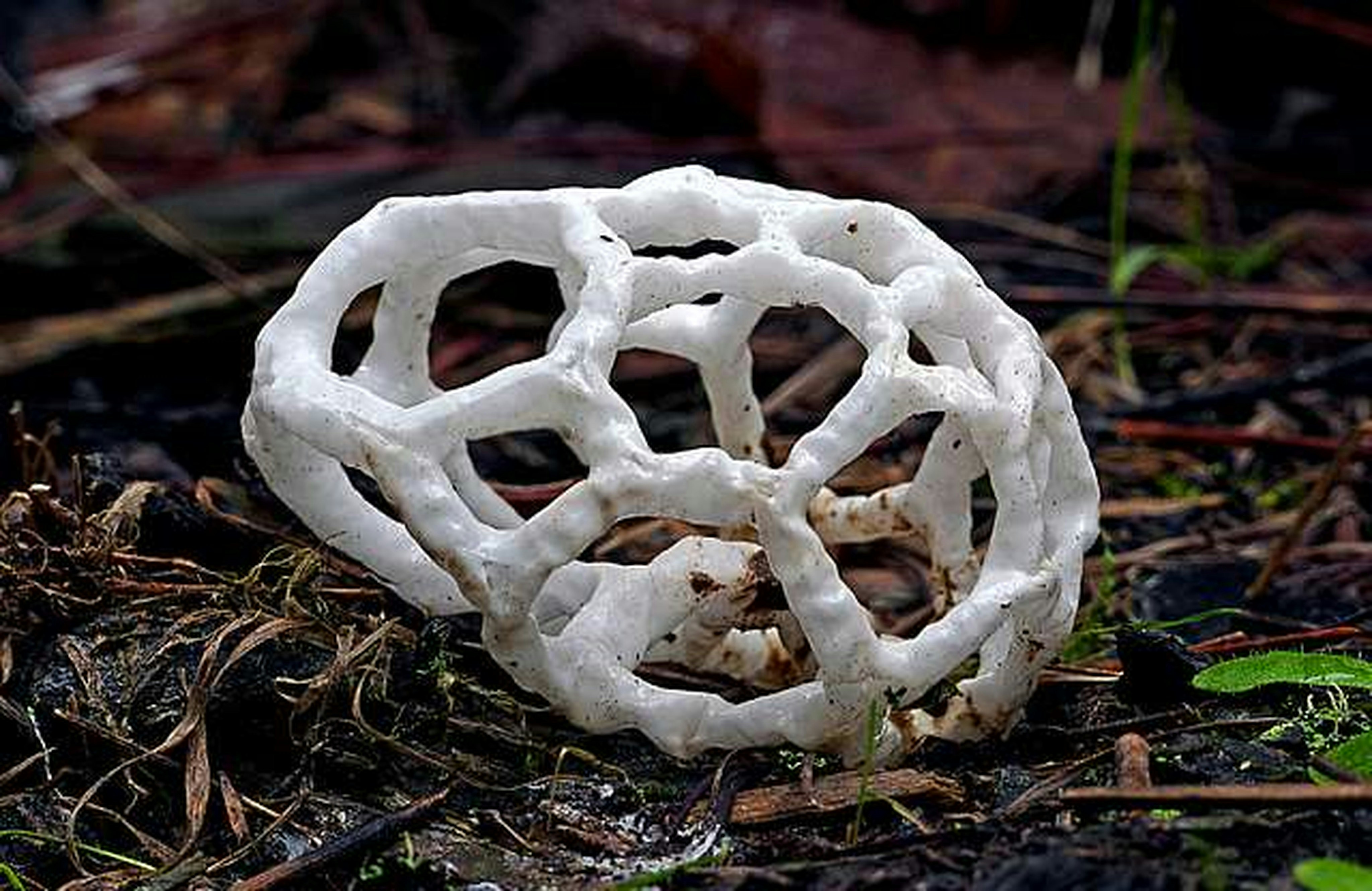 a close up of a mushroom on the ground