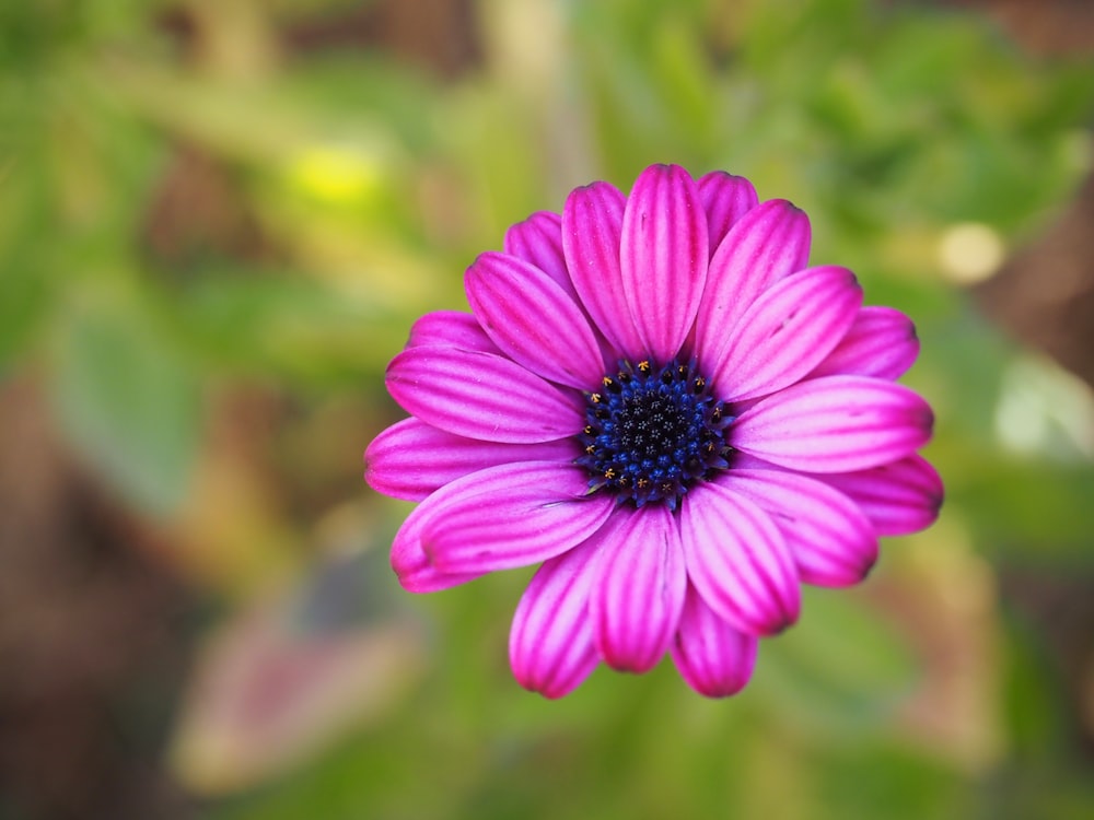 a close up of a pink flower with green leaves in the background