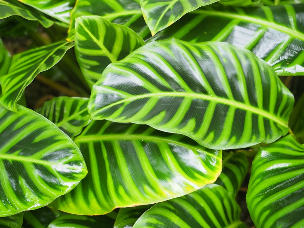 a close up of a green leafy plant