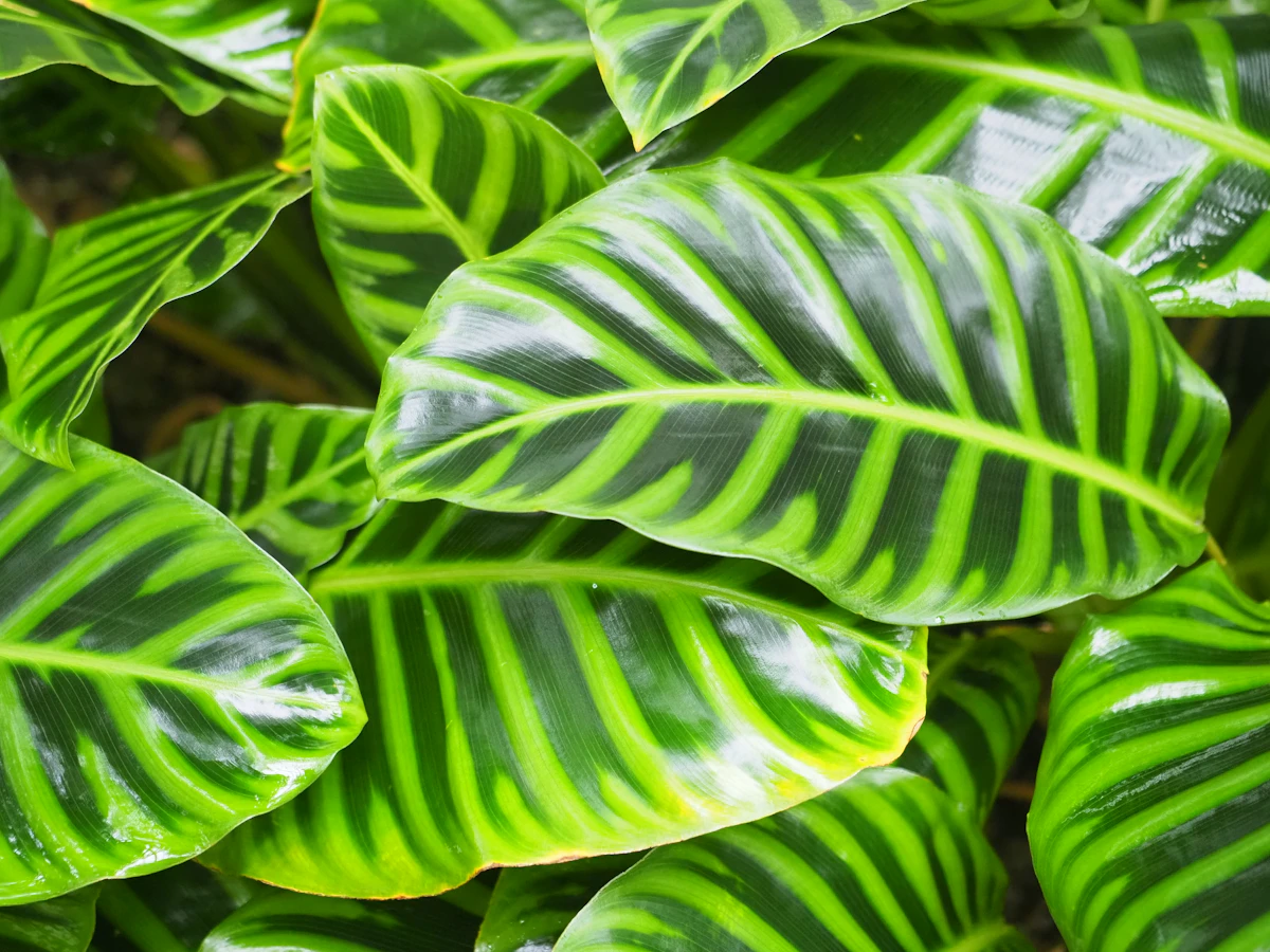 Close-up of a calathea leaf showing the kind of crisp, defined patterning that disappears when leaf-edge browning takes hold