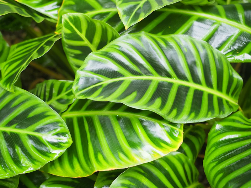 Calathea Network