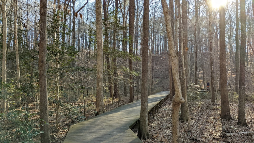 a wooden walkway in the middle of a forest