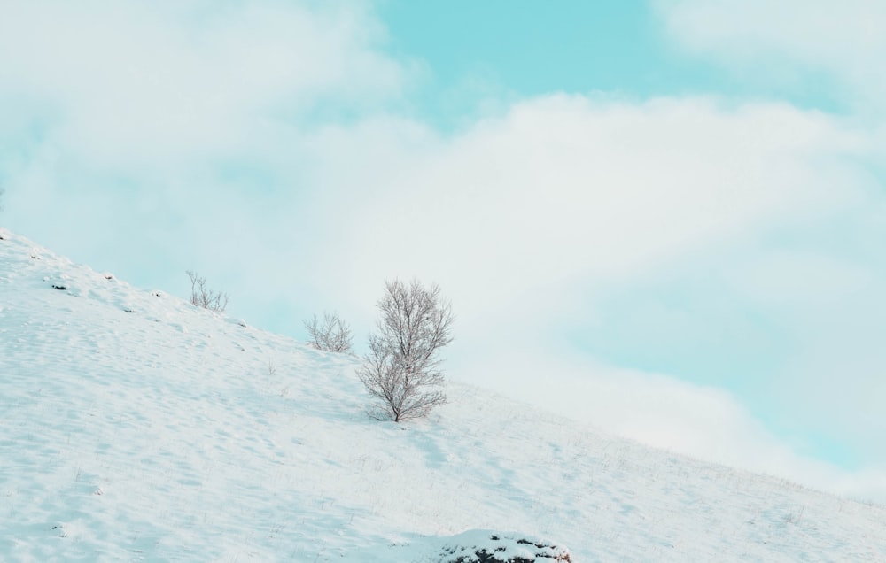 a lone tree on the side of a snowy hill