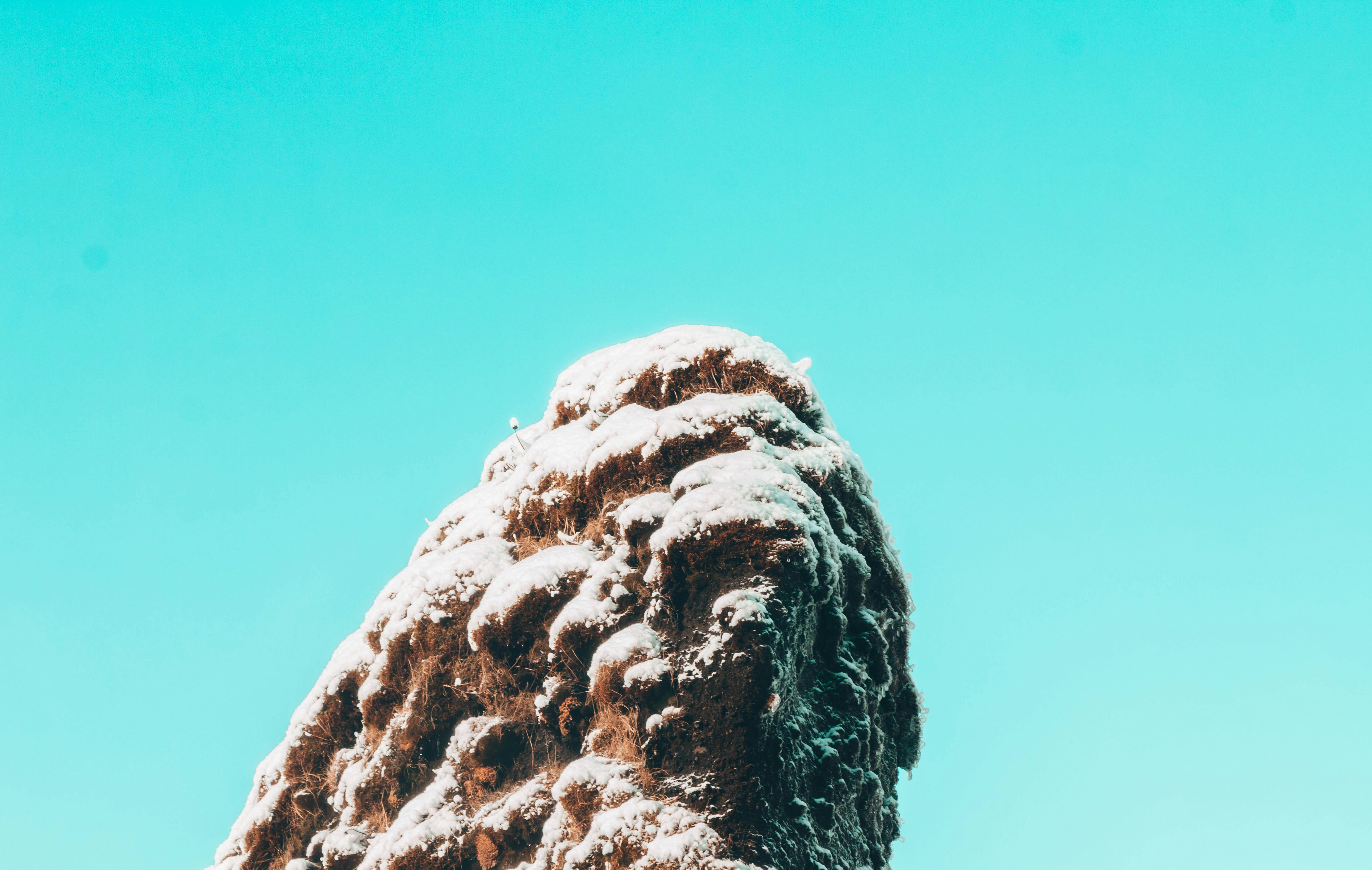 Un grand arbre couvert de neige contre un ciel bleu