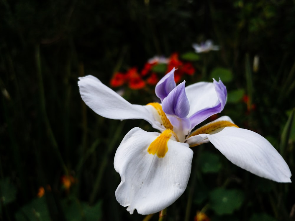a white and purple flower in a garden