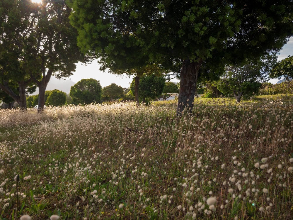 a field of grass with trees in the background