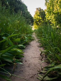 Progression prudente après une rupture partielle du ligament croisé antérieur (LCA)