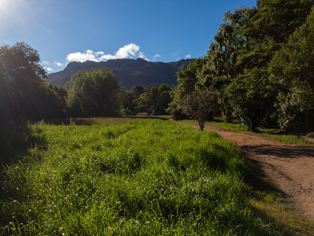 a dirt road in the middle of a lush green field