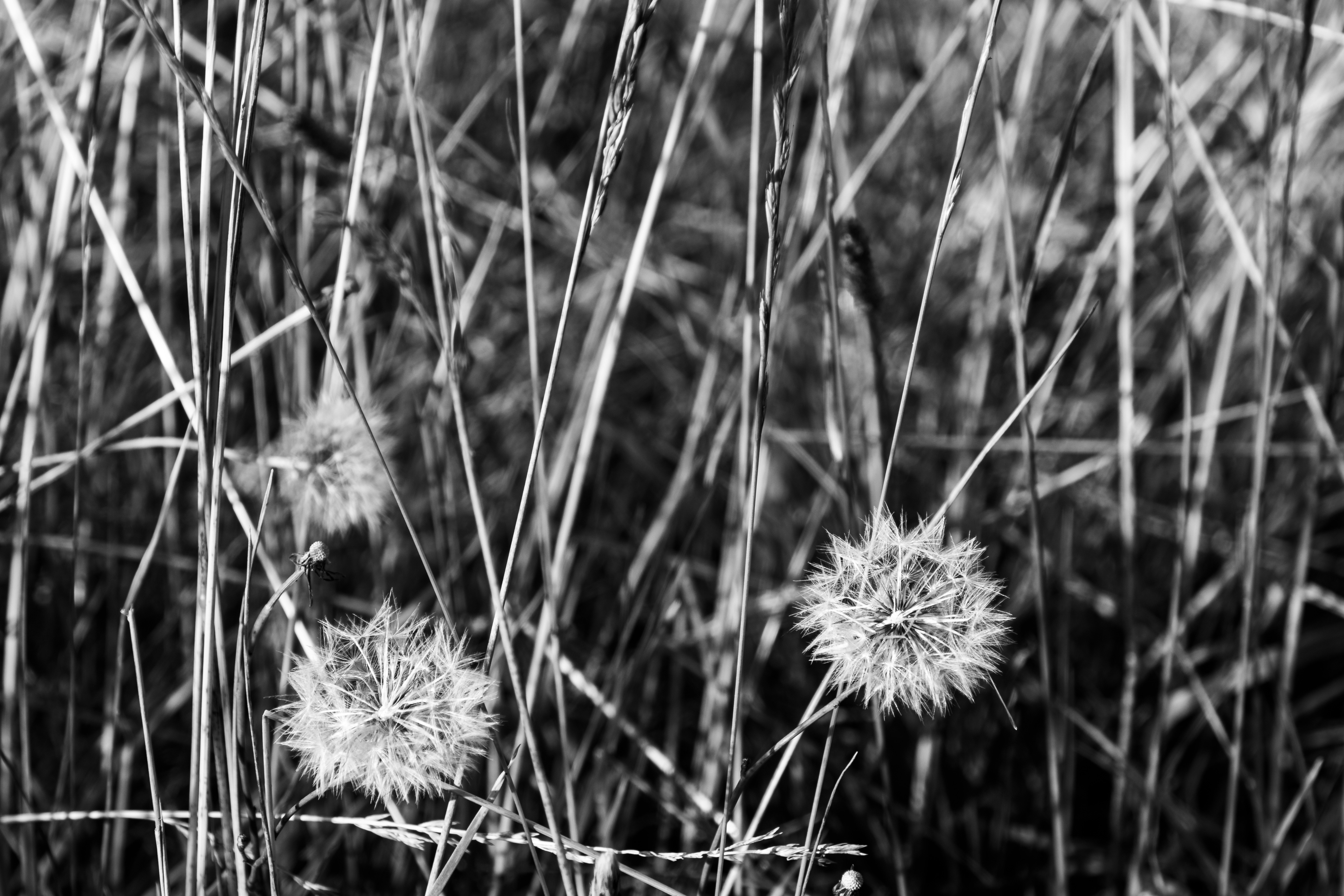 a black and white photo of some grass