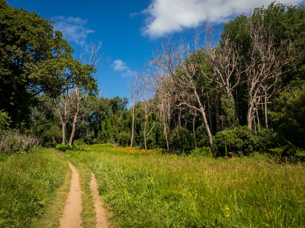 a dirt path through a lush green forest