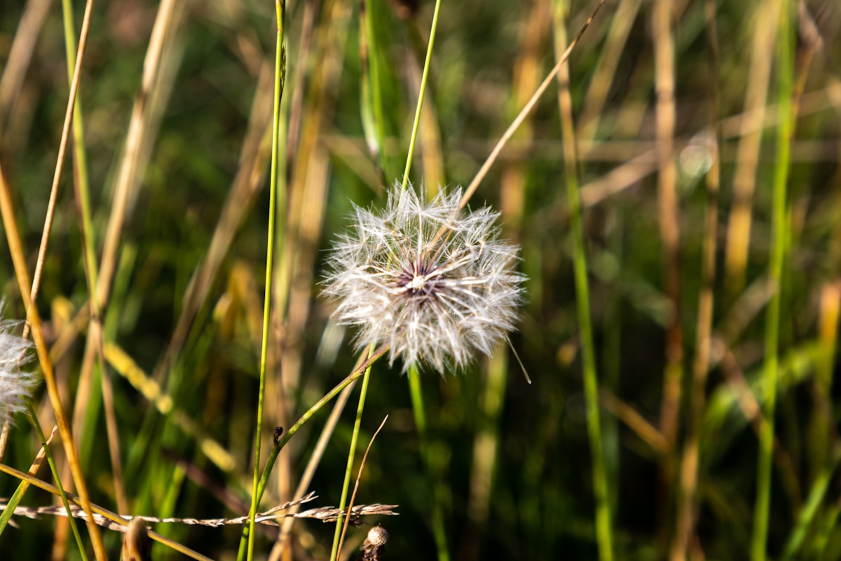 Can You Really Bake With Dandelions From Your Yard?