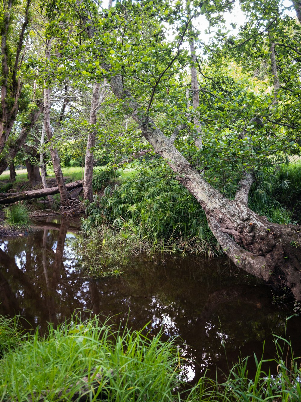 a river running through a lush green forest