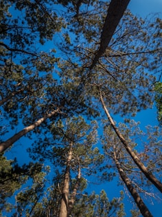 looking up at the tops of tall pine trees