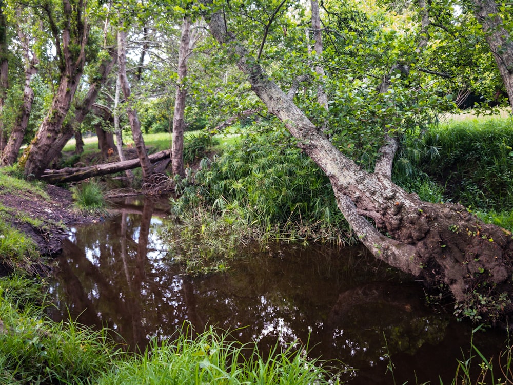 a creek running through a lush green forest