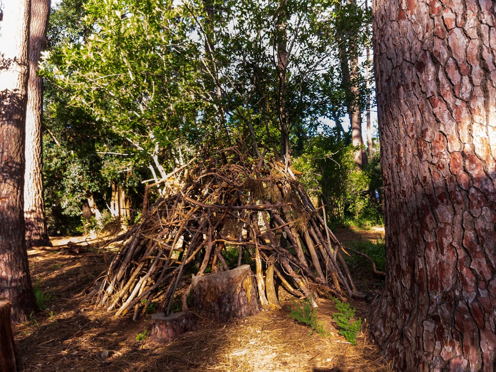 a small teepee in the middle of a forest