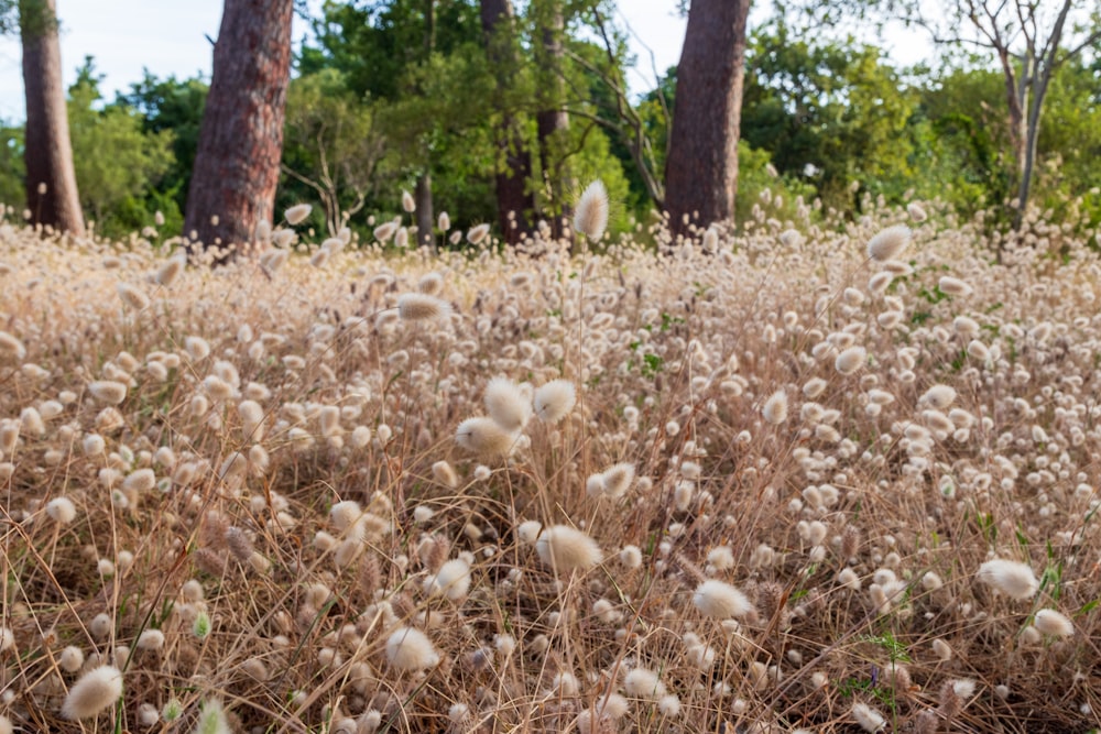 a field of dead grass with trees in the background