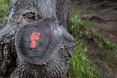 A tree stump with a rough, textured surface has a red footprint painted on its cut face. The tree stump is situated in a natural outdoor setting with grass and other greenery around it. The background includes a part of the larger tree trunk and some dirt patches.