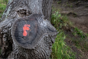 A tree stump with a rough, textured surface has a red footprint painted on its cut face. The tree stump is situated in a natural outdoor setting with grass and other greenery around it. The background includes a part of the larger tree trunk and some dirt patches.