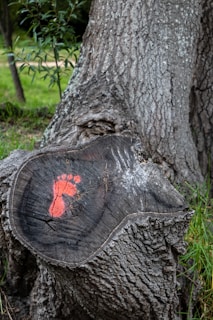 carbon foot print
