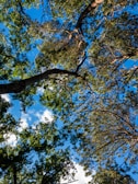 A healthy, lush tree canopy viewed from below on a sunny day.