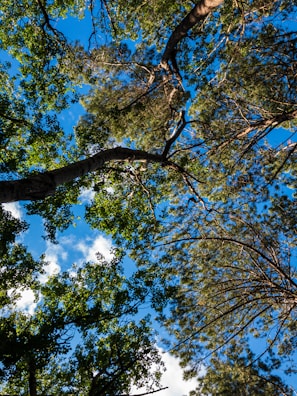 A healthy, lush tree canopy viewed from below on a sunny day.