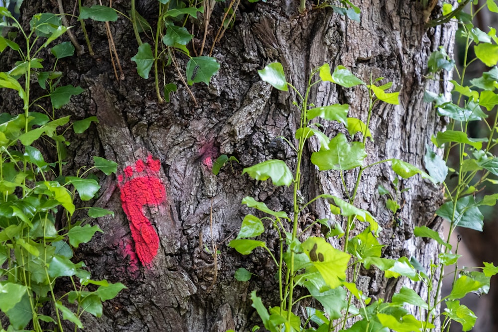 a red marker on a tree in a forest