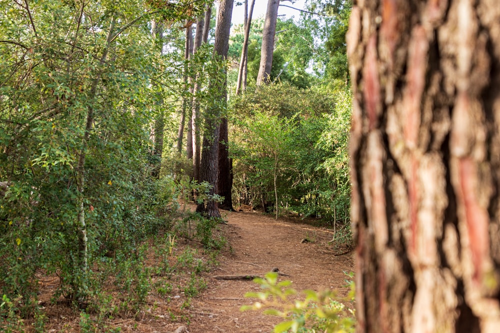 a trail in the middle of a wooded area