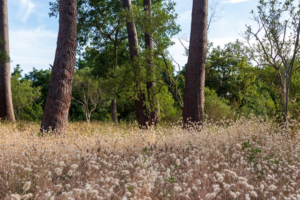 a field of tall grass with trees in the background