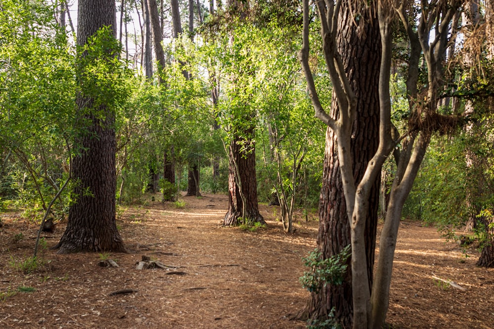 a dirt path in the middle of a forest