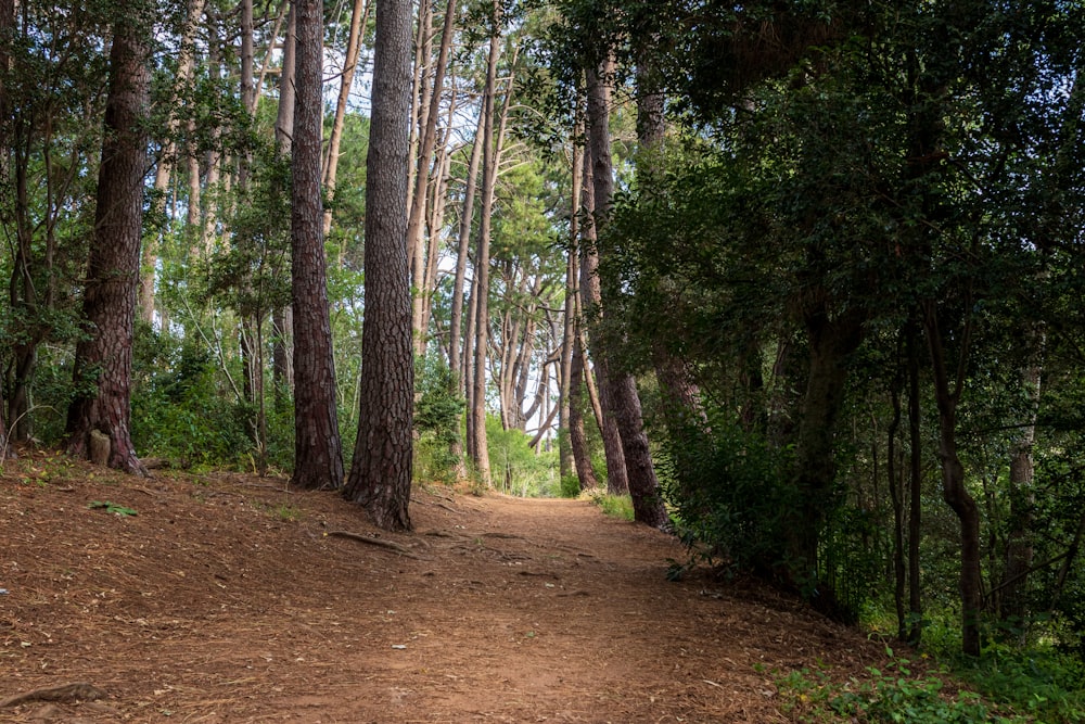 a dirt path in the middle of a forest