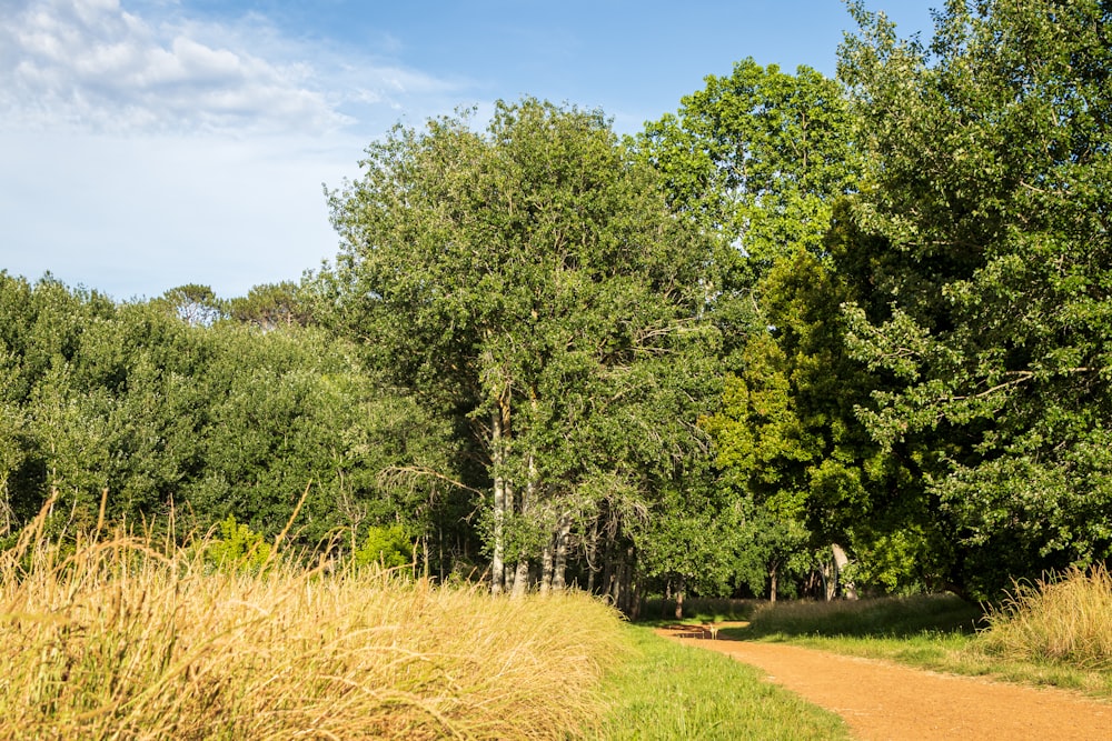 a dirt road surrounded by tall grass and trees