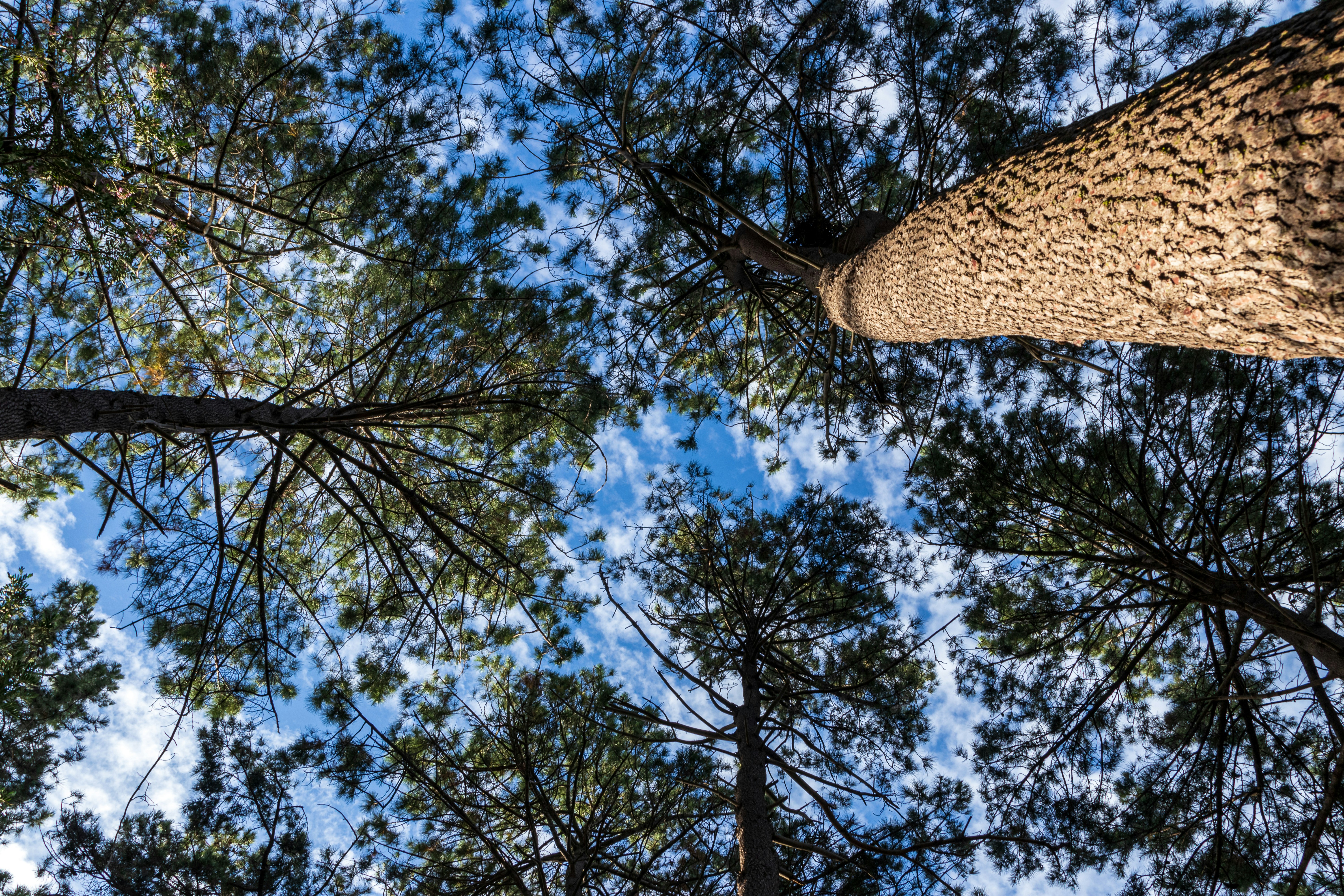 Blick auf die Wipfel hoher Bäume