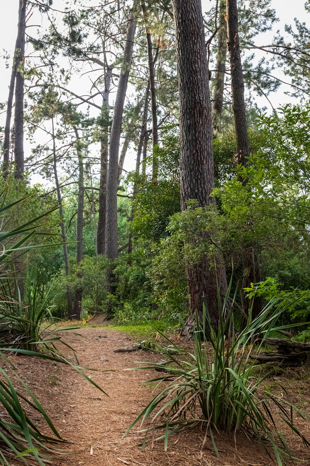 a dirt path in the middle of a forest